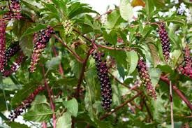 Phytolacca rouge